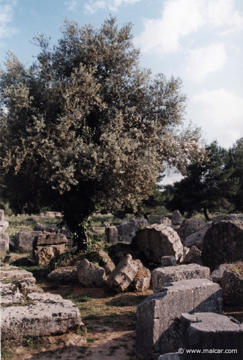 6816.jpg - 6816: Olive tree growing among the remains of the temple of Zeus at Olympia.