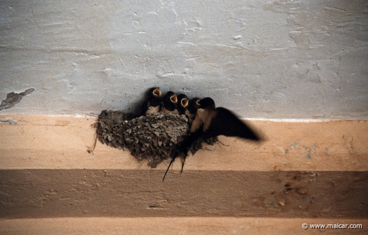 6612.jpg - 6612: Baby birds being fed at the Archaeological Museum, Corinth.