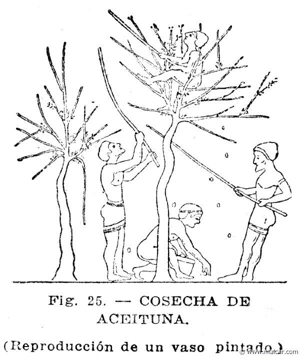 secco049.jpg - secco049: Cosecha de aceituna. Reproducción de un vaso pintado. Info n/a. Oscar Secco Ellauri, Pedro Daniel Baridón, Historia de los Griegos (CADEC, Montevideo).